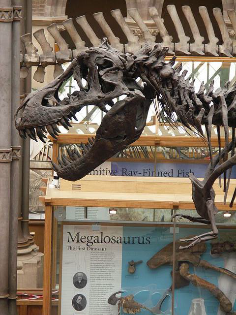 Photo of a dinosaur from Oxford's Natural History Museum